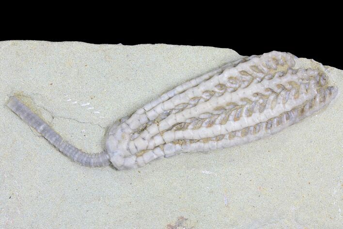 Crinoid (Histocrinus) Fossil - Crawfordsville, Indiana #99914